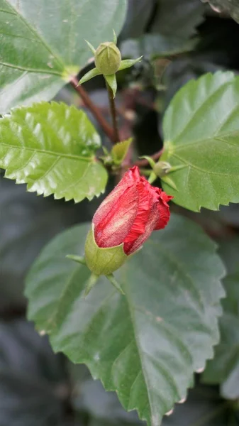 Closeup Red Bud Hibiscus Rosa Sinensis Flower Buds Also Known — Stock Photo, Image