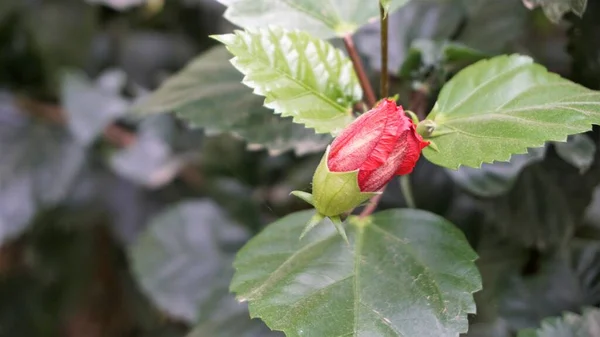 Fechar Botão Vermelho Botões Flores Hibiscus Rosa Sinensis Também Conhecido — Fotografia de Stock