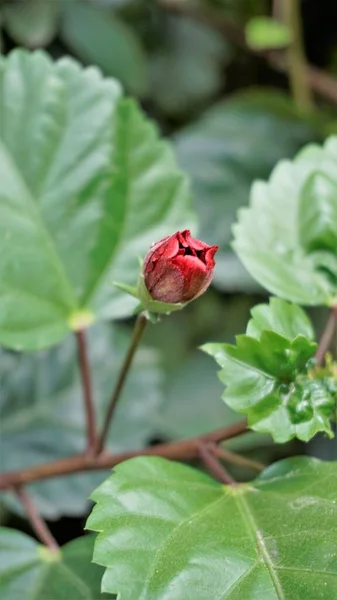 Yakın Plan Kırmızı Tomurcuk Hibiscus Rosa Sinensis Çiçek Tomurcukları Olarak — Stok fotoğraf