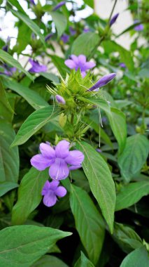 Filipin menekşesi olarak da bilinen Barleria cristata portresi, Bluebell barleria, Crested Philippine violet, Purple angel, Shooting star, Blue Togor
