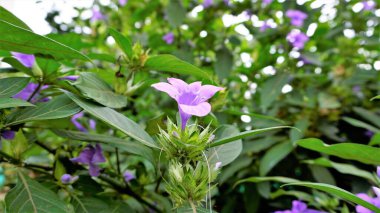 Filipin menekşesi, Bluebell barleryası, ibikli Filipin menekşesi, Mor melek, kayan yıldız olarak da bilinen Barleria Kristali 'nin manzarası