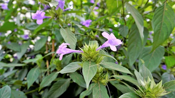 Landskap Blommor Barleria Cristata Även Känd Som Filippinerna Violett Bluebell — Stockfoto