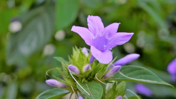 Landscape Flowers Barleria Cristata Also Known Philippine Violet Bluebell Barleria — Stock Photo, Image