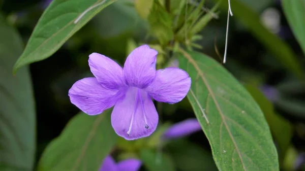 Landskap Blommor Barleria Cristata Även Känd Som Filippinerna Violett Bluebell — Stockfoto