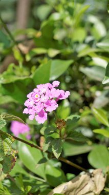 Lantana çiçekleri olarak da bilinir. Mor lantana, vahşi verbena, lantana, sürünen lantana, ağlayan lantana, küçük lantana.,