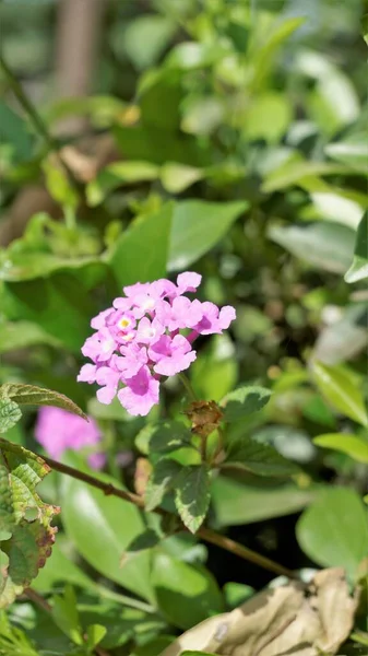 Λουλούδια Της Lantana Montevidensis Επίσης Γνωστή Purple Lantana Wild Verbena — Φωτογραφία Αρχείου
