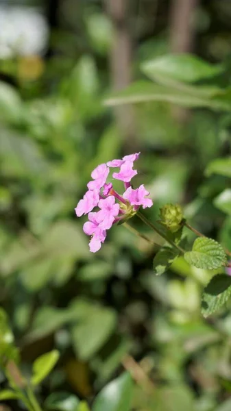 Flores Lantana Montevidensis Também Conhecidas Como Lantana Roxa Verbena Selvagem — Fotografia de Stock