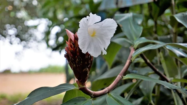 Цвіт Costus Speciosus Відомий Canereed Cheilocostus Speciosus Amomum Arboreum — стокове фото