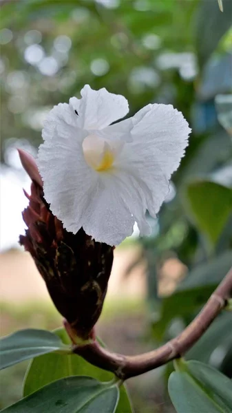 Цветки Costus Speciosus Известные Canereed Cheilohelus Speciosus Amomum Arboreum — стоковое фото