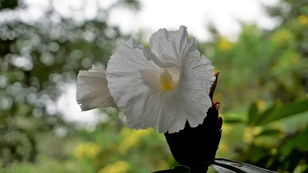 Detailní Záběr Květinu Costus Speciosus Známou Jako Canereed Cheilocostus Speciosus — Stock fotografie
