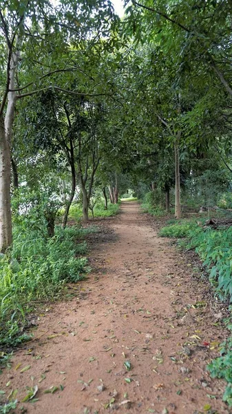 肖像画風景美しい緑豊かな緑のカバーは BtmまたはMadiwalaでレーンレイクビューを歩く 朝と夕方のウォーキングやジョギングに最適な場所 — ストック写真