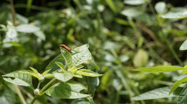 Lycus sanguineus olarak bilinen Kanlı Kanatlı Böceğin yakınından yeşil arka planda oturan yapraklar..