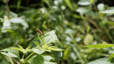 Lycus sanguineus olarak bilinen Kanlı Kanatlı Böceğin yakınından yeşil arka planda oturan yapraklar..