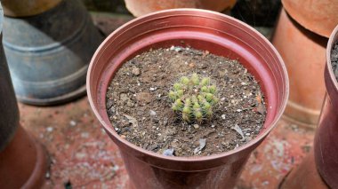 Mammillaria spinosissima dikenli iğneli kaktüs, arı kovanı kaktüsü, Spinystar çiçekli bir kaktüstür. Süslü bir amaç için kullanılır..