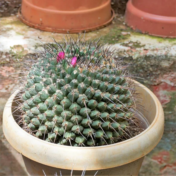Mammillaria Spinosissima Known Spiny Pincushion Cactus Beehive Cactus Spinystar Flowering — Stock Photo, Image