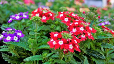 Bahçenin çok renkli çiçeklerine yakın plan, ortak, koyu yeşil yapraklı mine çiçeği. Duvar kağıdı resmi.