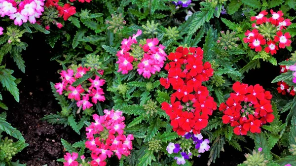 Closeup of flowers of multi color flowers of Garden, Common, Hybrid vervain with dark green leaves background. Wallpaper image.