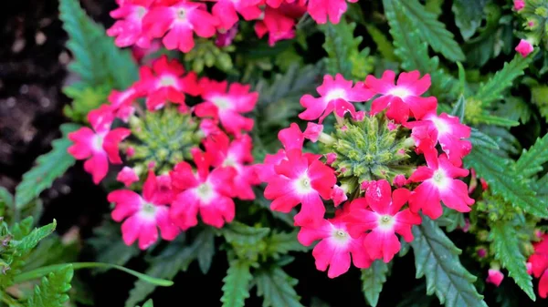 Fechar Flores Flores Multicores Jardim Comum Verbena Híbrida Com Fundo — Fotografia de Stock