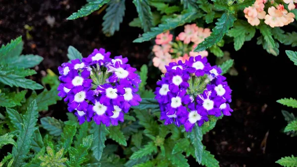 Zbliżenie Kwiatów Wielobarwnych Kwiatów Ogród Wspólne Hybrydowe Werbena Ciemnozielonymi Liśćmi — Zdjęcie stockowe