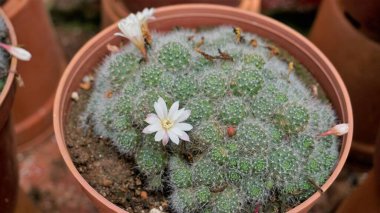 Mammillaria guelzowiana, Kaktaceae familyasından bir bitki türü. Bitkiler satılık..