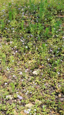 Ageratum conyzoides çiçeklerine yakın çekim Tropikal beyaz ot, Billykeçi bitkisi, Keçi Yosunu, Bluebonnet, Bluetop, White Cap, Chick otu, Billy Keçi otu vs. olarak da bilinir. Kodaikanal tepesinde görüldü.