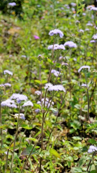 Primer Plano Flores Ageratum Conyzoides También Conocido Como Maleza Blanca —  Fotos de Stock