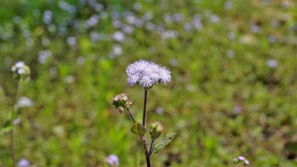 Closeup Flowers Ageratum Conyzoides Also Known Tropical Whiteweed Billygoat Plant — Stock Photo, Image