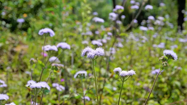 Primer Plano Flores Ageratum Conyzoides También Conocido Como Maleza Blanca —  Fotos de Stock
