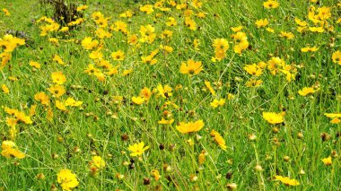 Koreopsis Lanceolata 'nın güzel sarı çiçeklerinden oluşan arkaplan resmi. Garden, kum koreopsi, Lance yaprağı gıdıklama vs. olarak da bilinir. Kodaikanal bahçelerinde görüldü..