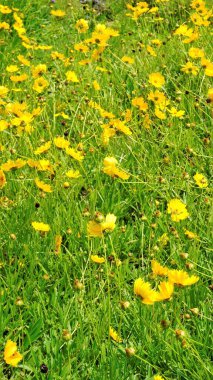 Koreopsis Lanceolata 'nın güzel sarı çiçeklerinden oluşan arkaplan resmi. Garden, kum koreopsi, Lance yaprağı gıdıklama vs. olarak da bilinir. Kodaikanal bahçelerinde görüldü..