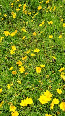 Koreopsis Lanceolata 'nın güzel sarı çiçeklerinden oluşan arkaplan resmi. Garden, kum koreopsi, Lance yaprağı gıdıklama vs. olarak da bilinir. Kodaikanal bahçelerinde görüldü..