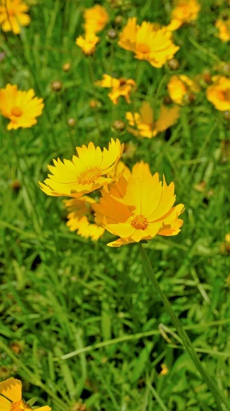 Primer Plano Hermosas Flores Amarillas Coreopsis Lanceolata También Conocido Como —  Fotos de Stock