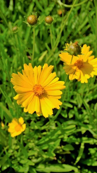 Közelkép Gyönyörű Sárga Virágok Coreopsis Lándzsa Néven Ismert Garden Homokszemek — Stock Fotó