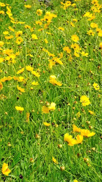 Imagen Fondo Hecha Hermosas Flores Amarillas Coreopsis Lanceolata También Conocido —  Fotos de Stock