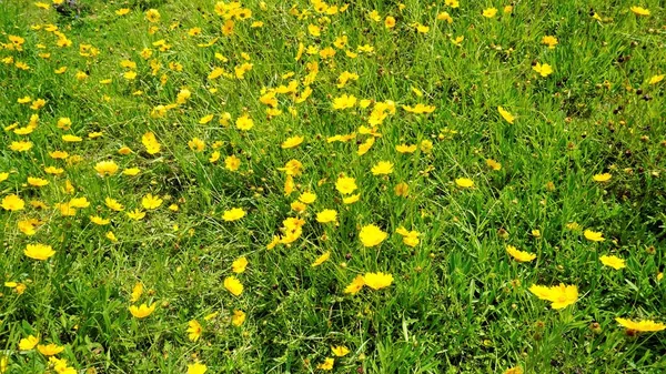 Imagen Fondo Hecha Hermosas Flores Amarillas Coreopsis Lanceolata También Conocido —  Fotos de Stock