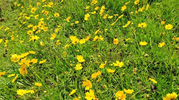 Фон Изображения Красивых Желтых Цветов Coreopsis Lanceolata Известный Сад Песок — стоковое фото