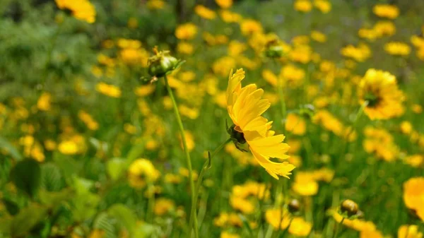 Крупный План Красивых Желтых Цветов Coreopsis Lanceolata Известный Сад Песок — стоковое фото