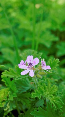 Gül kokulu pelargonium, Citronella, Cola, Sweet, Rose kokulu Geranium vs. olarak da bilinen Pelargonium mezarlıklarının yakın çekimleri.