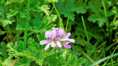 Pelargonium mezarlıklarının çiçek başlarına yakın çekim. Gül kokulu pelargonium, Citronella, Cola, Sweet, Rose kokulu Geranium vs. olarak da bilinir.