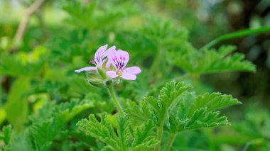 Pelargonium mezarlıklarının çiçek başlarına yakın çekim. Gül kokulu pelargonium, Citronella, Cola, Sweet, Rose kokulu Geranium vs. olarak da bilinir.