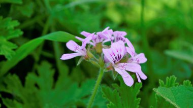 Pelargonium mezarlıklarının çiçek başlarına yakın çekim. Gül kokulu pelargonium, Citronella, Cola, Sweet, Rose kokulu Geranium vs. olarak da bilinir.