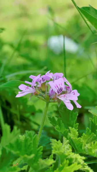 Gül kokulu pelargonium, Citronella, Cola, Sweet, Rose kokulu Geranium vs. olarak da bilinen Pelargonium mezarlıklarının yakın çekimleri.