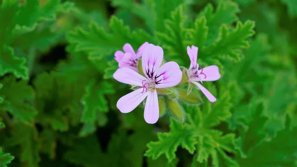 Pelargonium mezarlıklarının çiçek başlarına yakın çekim. Gül kokulu pelargonium, Citronella, Cola, Sweet, Rose kokulu Geranium vs. olarak da bilinir.