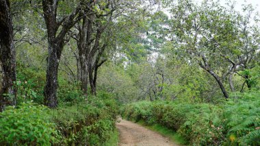 Kodaikanal 'dan aydınlık bir günde doğal yemyeşil arka planla orman yolunun güzel manzarası. Duvar kağıdı için manzara arkaplan resmi.