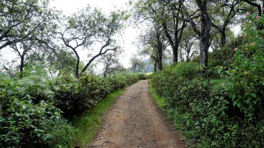 Kodaikanal 'dan aydınlık bir günde doğal yemyeşil arka planla orman yolunun güzel manzarası. Duvar kağıdı için manzara arkaplan resmi.