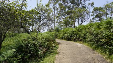 Kodaikanal 'dan aydınlık bir günde doğal yemyeşil arka planla orman yolunun güzel manzarası. Duvar kağıdı için manzara arkaplan resmi.
