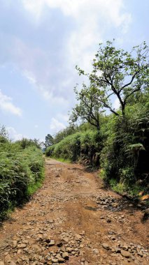 Kodaikanal Orman Yolu 'nun güzel manzarası tepesinde açık gökyüzü ve arasında bereketli yeşillik. Arkaplan duvar kağıdı resmi.