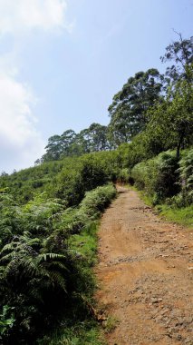 Kodaikanal Orman Yolu 'nun güzel manzarası tepesinde açık gökyüzü ve arasında bereketli yeşillik. Arkaplan duvar kağıdı resmi.