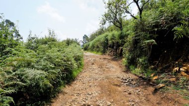 Kodaikanal Orman Yolu 'nun güzel manzarası tepesinde açık gökyüzü ve arasında bereketli yeşillik. Arkaplan duvar kağıdı resmi.