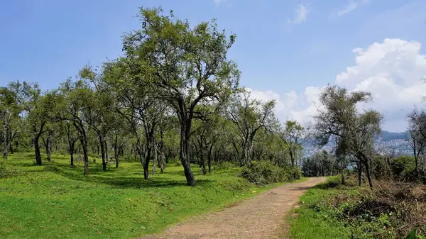 Arka planda Kodiakanal manzaralı güzel bir orman yolu manzarası. Peyzaj biçimi Duvar Kağıdı resimleri